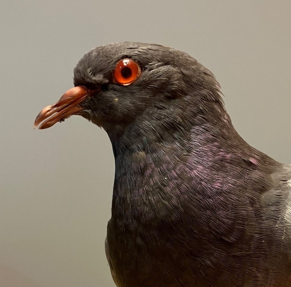 Präparat einer männlichen Stadttaube. Stadttauben sind verwilderte Nachkommen der Brieftauben