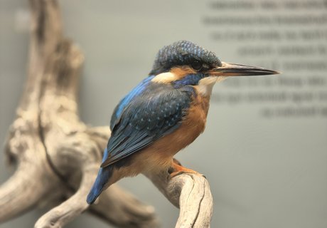 Ein Eisvogel in der Ausstellung Binnengewässer. Er sitzt auf einem Ast. Im Hintergrund ist die Ausstellung des Museums.