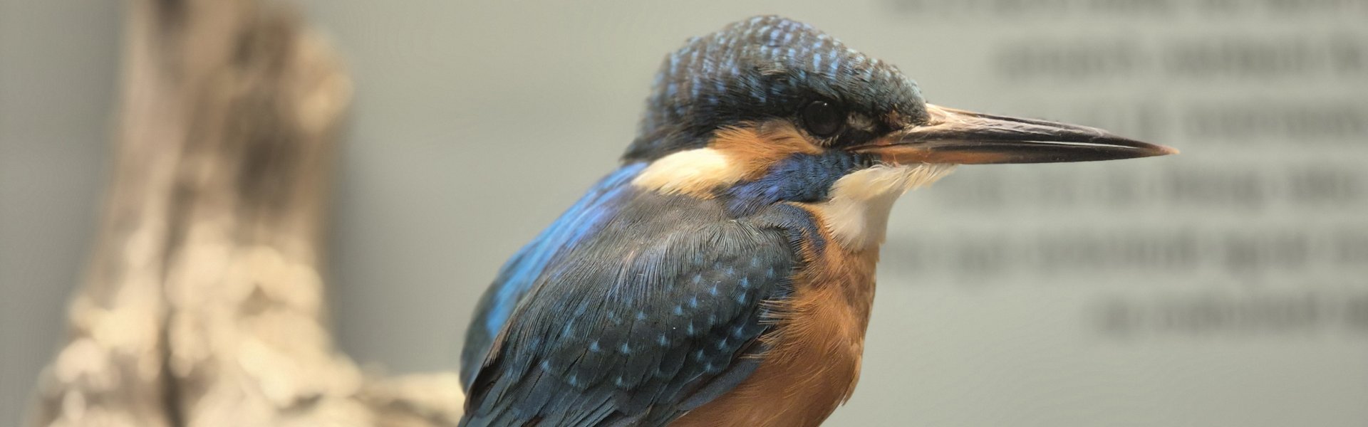 Ein Eisvogel in der Ausstellung Binnengewässer. Er sitzt auf einem Ast. Im Hintergrund ist die Ausstellung des Museums.