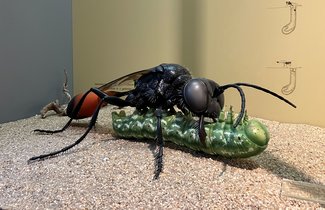 Auf dem Foto sind eine Gemeine Sandwespe mit einer erbeuteten Schmetterlingsraupe zu erkennen. Die grünlich gefärbte Raupe liegt auf dem Rücken. Die überwiegend schwarz gefärbte Sandwespe steht über der Raupe. Sie hält die Raupe mit ihren Mundwerkzeugen fest. Der Untergrund ist sandig. Im Hintergrund ist die Vitrinen-Rückwand mit einigen kleinen Zeichnungen darauf zu sehen.