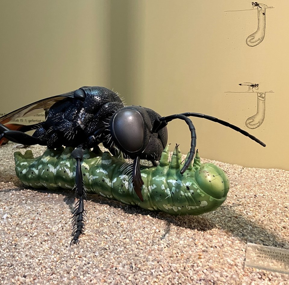 Auf dem Foto sind eine Gemeine Sandwespe mit einer erbeuteten Schmetterlingsraupe zu erkennen. Die grünlich gefärbte Raupe liegt auf dem Rücken. Die überwiegend schwarz gefärbte Sandwespe steht über der Raupe. Sie hält die Raupe mit ihren Mundwerkzeugen fest. Der Untergrund ist sandig. Im Hintergrund ist die Vitrinen-Rückwand mit einigen kleinen Zeichnungen darauf zu sehen.