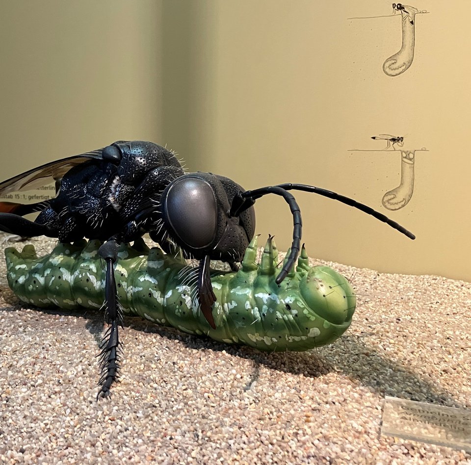 På billedet ses en almindelig sandhveps med en fanget sommerfuglelarve. Den grønlige larve ligger på ryggen. Den overvejende sorte sandhveps står over larven. Den holder fast i larven med sine munddele. Underlaget er sandet. I baggrunden ses vitrinenes bagvæg med nogle små tegninger på.