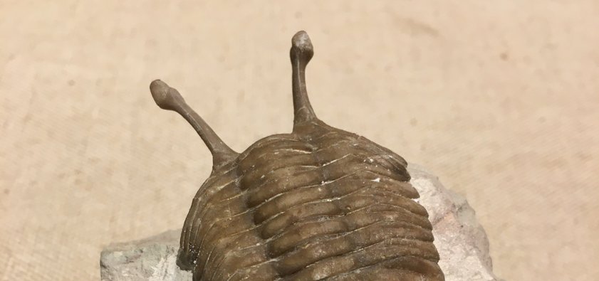 Fossiler Trilobit im Eiszeit-Haus
