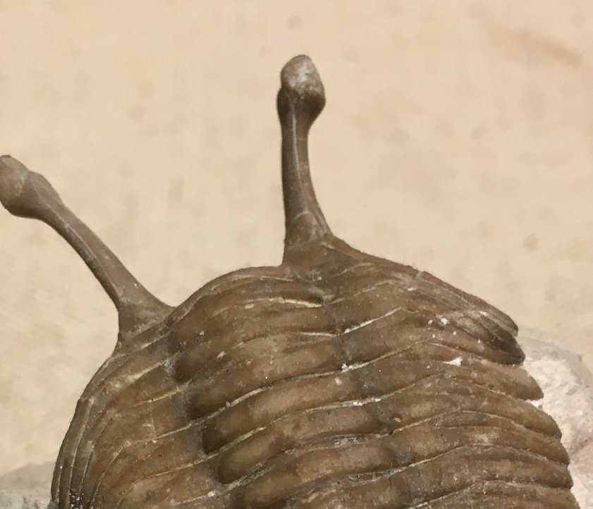 Fossiler Trilobit im Eiszeit-Haus