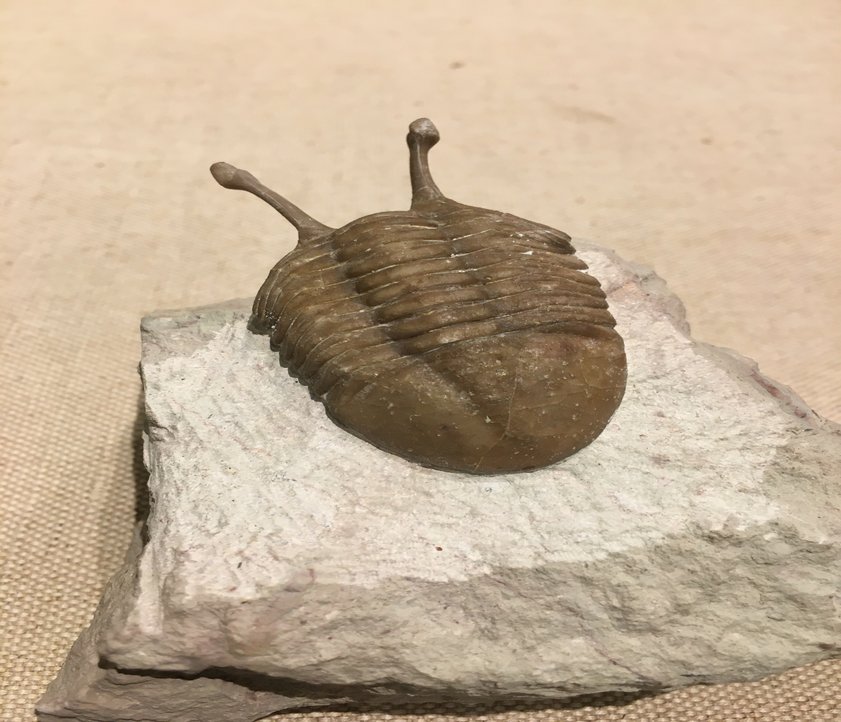 Fossiler Trilobit im Eiszeit-Haus
