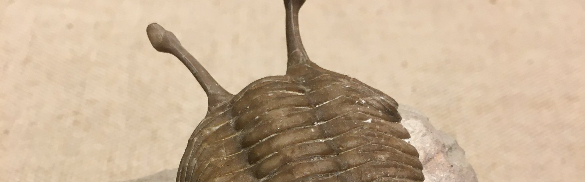 Fossiler Trilobit im Eiszeit-Haus