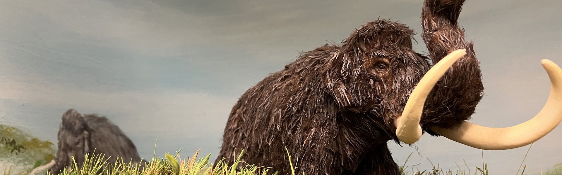 Sie sehen einen Ausschnitt des Dioramas zur Mammut-Steppe aus dem Eiszeit-Haus