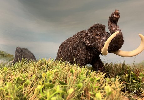 Sie sehen einen Ausschnitt des Dioramas zur Mammut-Steppe aus dem Eiszeit-Haus