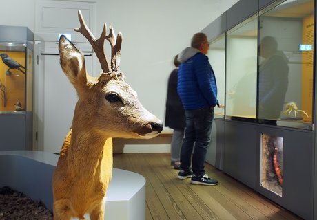 Das Foto zeigt einen Ausschnitt aus dem Themenraum Wald. Im Vordergrund ist ein Rehbock zu sehen. Im Hintergrund lesen zwei Besucher in den Vitrinen.