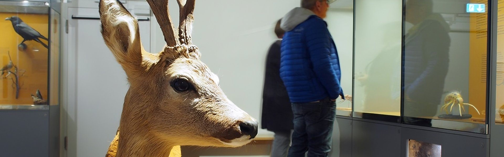 Das Foto zeigt einen Ausschnitt aus dem Themenraum Wald. Im Vordergrund ist ein Rehbock zu sehen. Im Hintergrund lesen zwei Besucher in den Vitrinen.