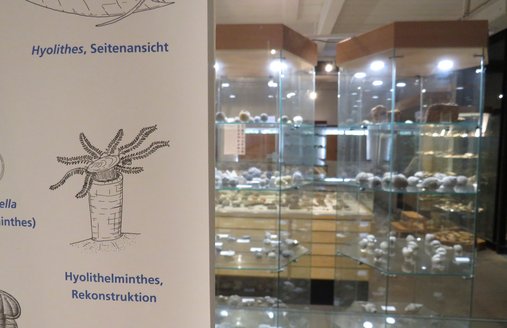 Das Foto zeigt die Dauerausstellung im Eiszeit-Haus Flensburg. Links vorn ist ein Teil einer Informationstafel mit Zeichnungen ausgestorbener Tiere als Lebend-Rekonstruktion zu sehen. Im Hintergrund erkennt man mit Fossilien gefüllte Vitrinen.