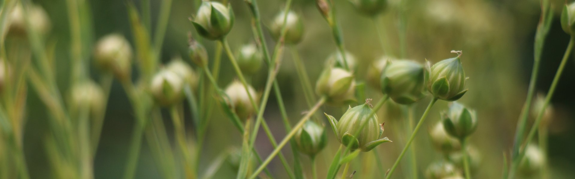 Samenkapseln_Flachs_Susanne_Tietze