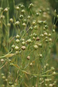 Samenkapseln_Flachs_Susanne_Tietze
