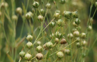 Samenkapseln_Flachs_Susanne_Tietze