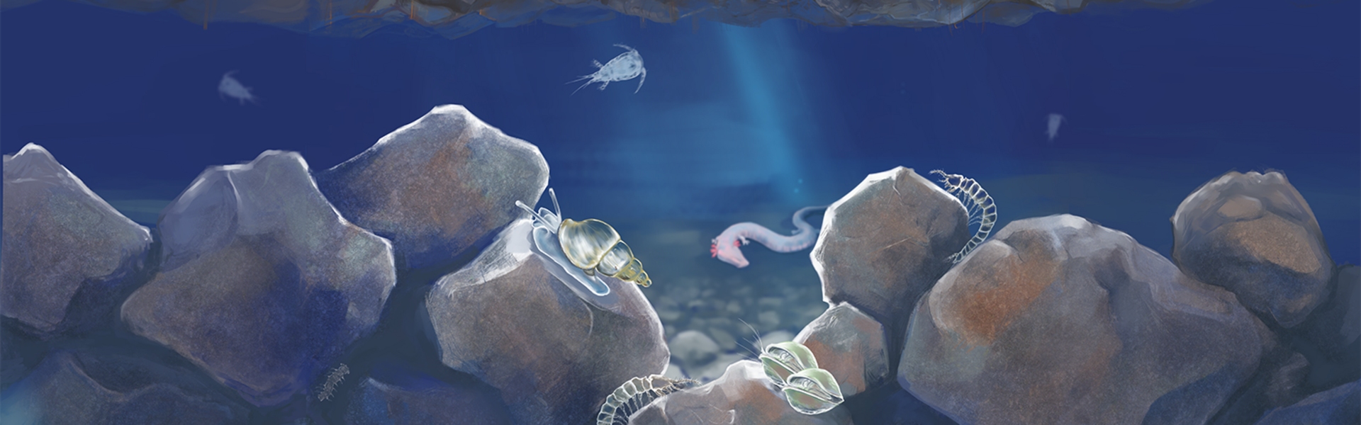 Colorierte Zeichnung des Lebensraum Grundwasser. Von oben dringt ein Lichtstrahl in die Tiefe.