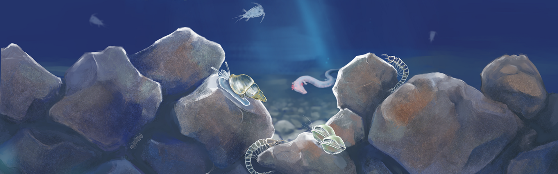 Colorierte Zeichnung des Lebensraum Grundwasser. Von oben dringt ein Lichtstrahl in die Tiefe.