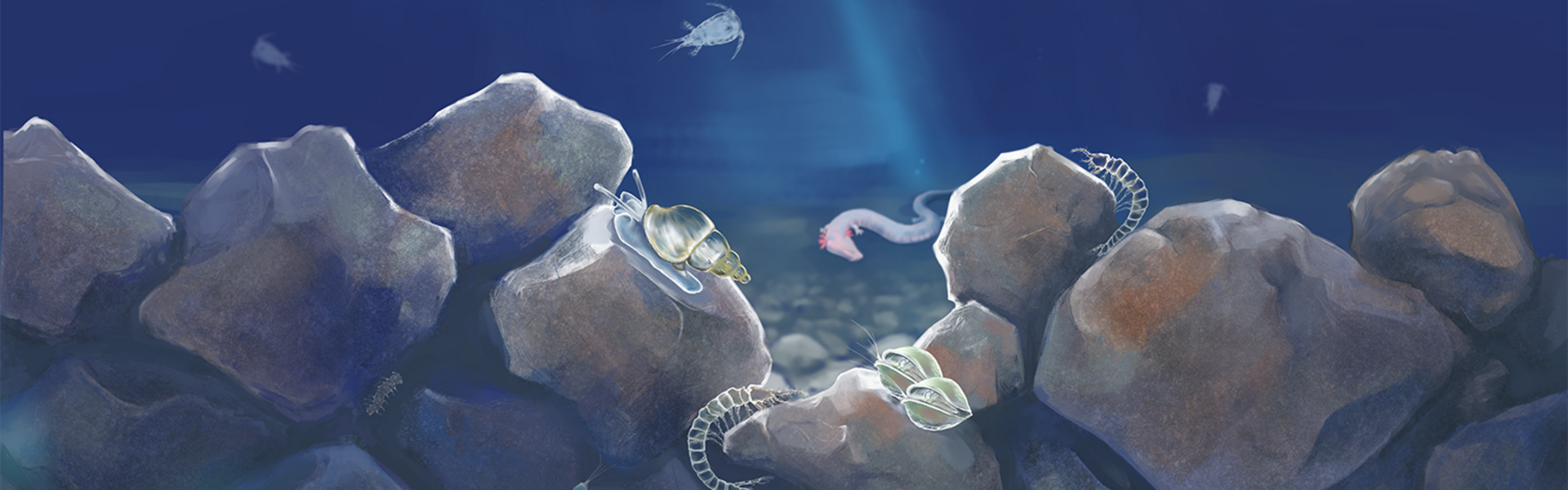 Colorierte Zeichnung des Lebensraum Grundwasser. Von oben dringt ein Lichtstrahl in die Tiefe.