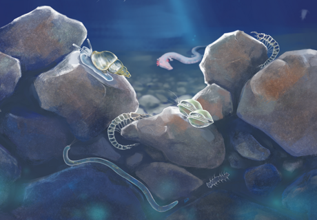 Colorierte Zeichnung des Lebensraum Grundwasser. Von oben dringt ein Lichtstrahl in die Tiefe.