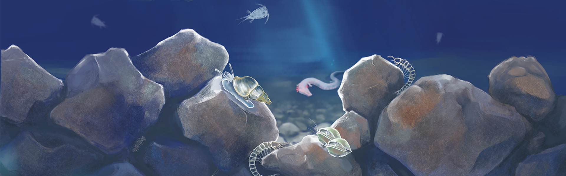 Colorierte Zeichnung des Lebensraum Grundwasser. Von oben dringt ein Lichtstrahl in die Tiefe.