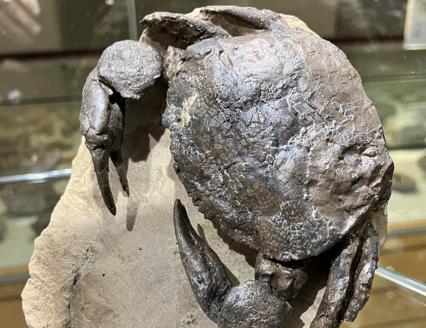 Fossile Krabbe im Eiszeit-Haus