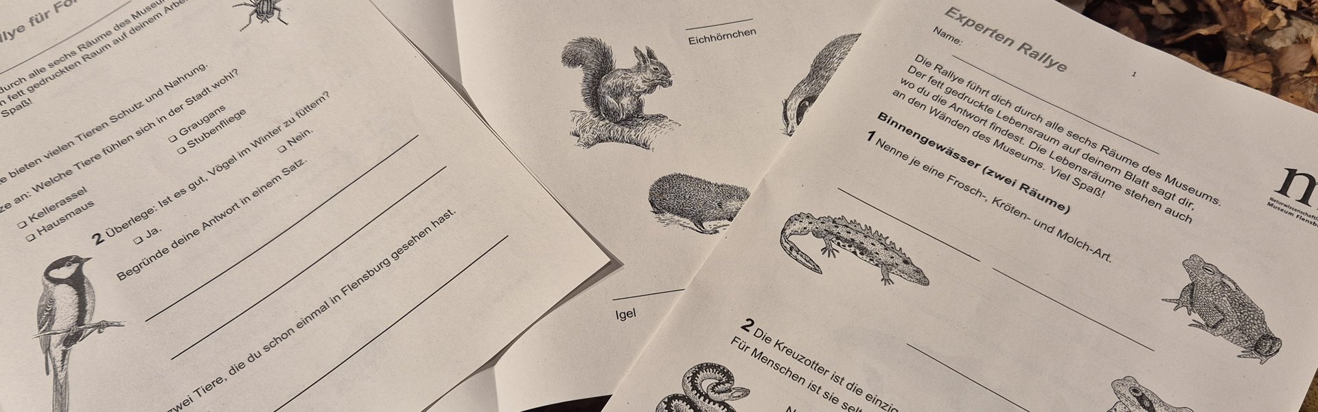 Das Foto zeigt drei verschiedene Rallye-Bögen auf einem Waldboden. Die Rallyes sind in verschiedenen Schwierigkeitsgraden konzipiert.