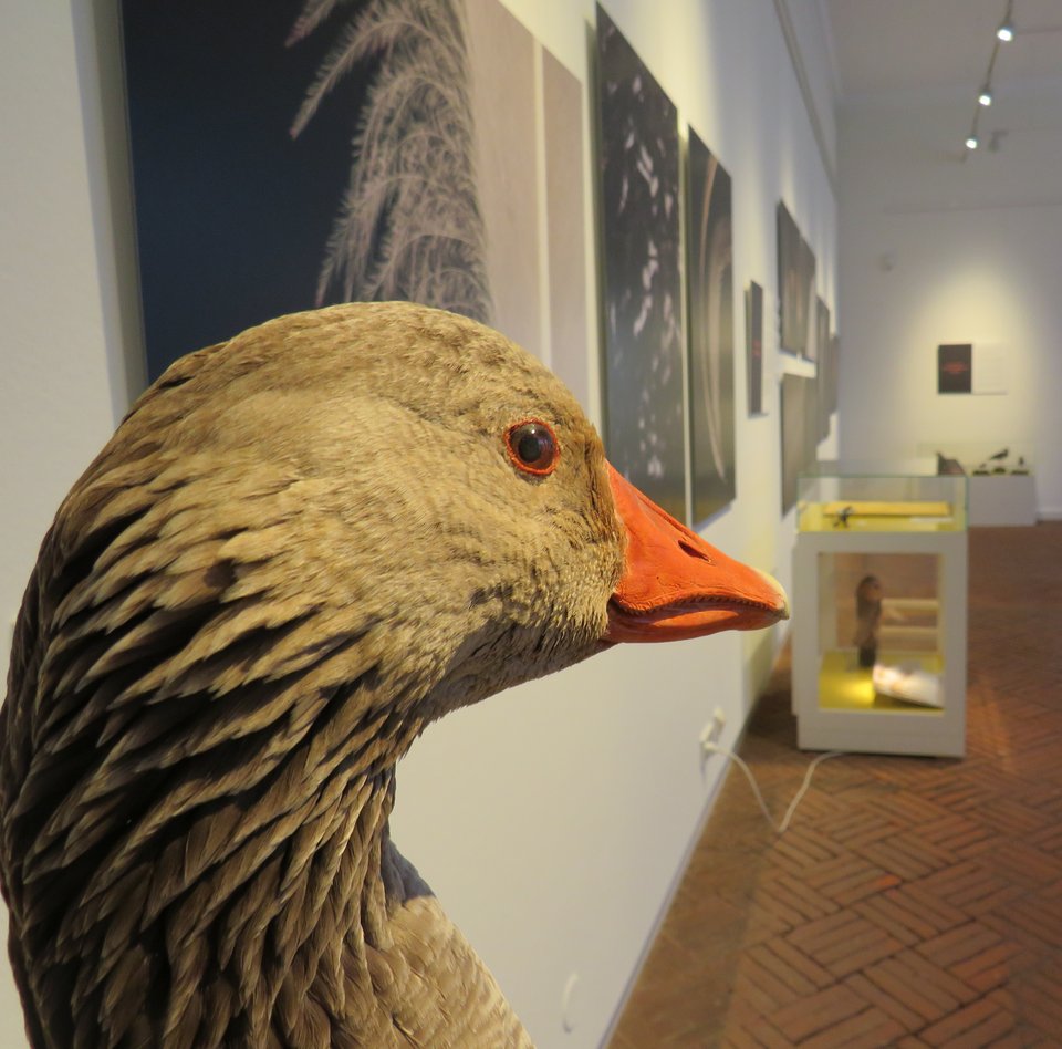 Präparat einer Graugans in der Sonderausstellung "Federn" von Heidi und Hans-Jürgen Koch