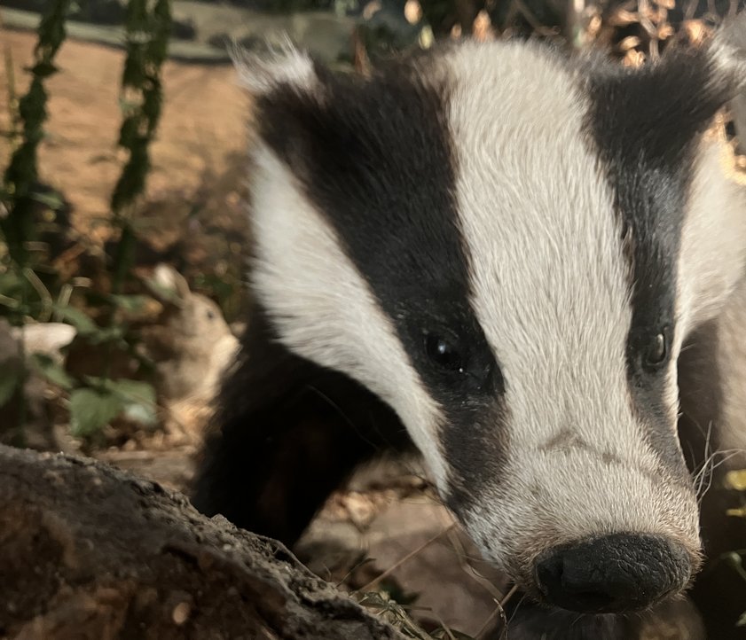 Das Foto zeigt ein Dachspräparat in der Knick-Vitrine des Museums.