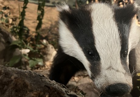 Das Foto zeigt ein Dachspräparat in der Knick-Vitrine des Museums.