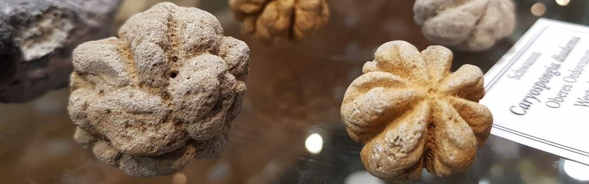 Das Foto zeigt unterschiedliche, fossilisierte Schwämme in einer Glasvitrine.