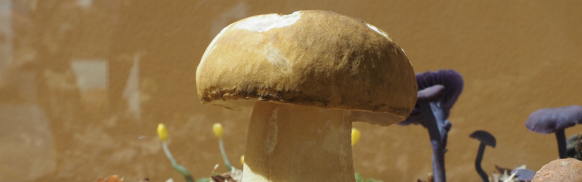Im Vordergrund des Fotos sieht man ein Modell eines gut gewachsenen Steinpilzes. Verschwommen erkennt man im Hintergrund weitere Pilzmodelle.