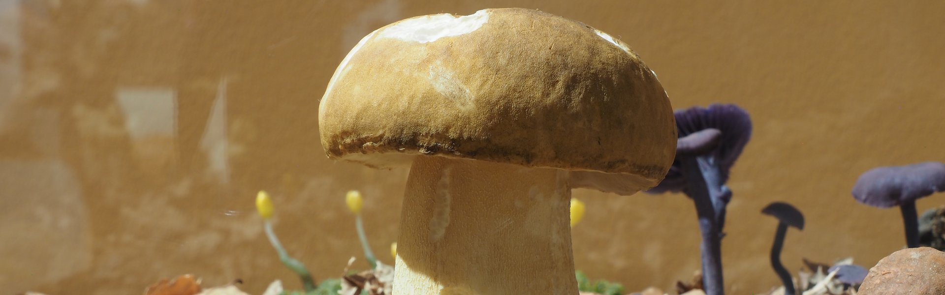 Im Vordergrund des Fotos sieht man ein Modell eines gut gewachsenen Steinpilzes. Verschwommen erkennt man im Hintergrund weitere Pilzmodelle.