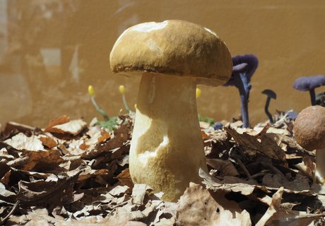 Im Vordergrund des Fotos sieht man ein Modell eines gut gewachsenen Steinpilzes. Verschwommen erkennt man im Hintergrund weitere Pilzmodelle.