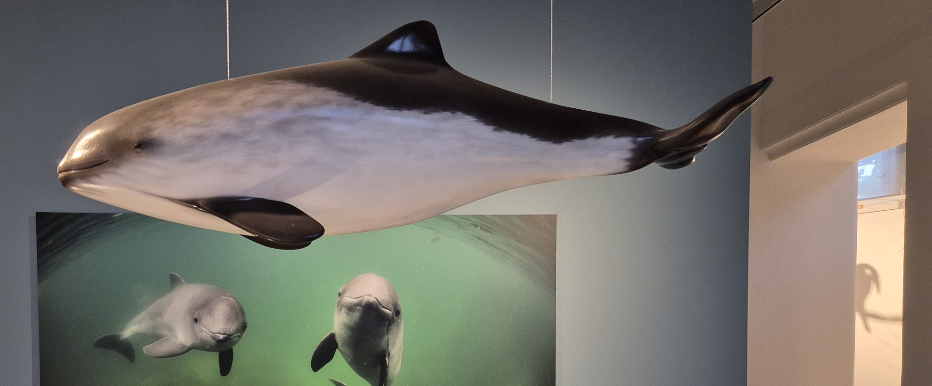 Das Foto zeigt einen Ausschnitt des Raumes Ostsee im Museum. Im Vordergrund hängt freischwebend das Modell eines Schweinswals von der Decke. Darunter wird das Skelett eines Schweinswals in einer Vitrine präsentiert. Beide Installationen blicken nach links. Im Hintergrund des Bildes befindet sich ein Foto von zwei Schweinswalen unter Wasser schwimmend. Beide Tiere blicken den Betrachtenden direkt an.