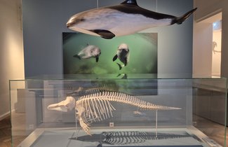 Das Foto zeigt einen Ausschnitt des Raumes Ostsee im Museum. Im Vordergrund hängt freischwebend das Modell eines Schweinswals von der Decke. Darunter wird das Skelett eines Schweinswals in einer Vitrine präsentiert. Beide Installationen blicken nach links. Im Hintergrund des Bildes befindet sich ein Foto von zwei Schweinswalen unter Wasser schwimmend. Beide Tiere blicken den Betrachtenden direkt an.