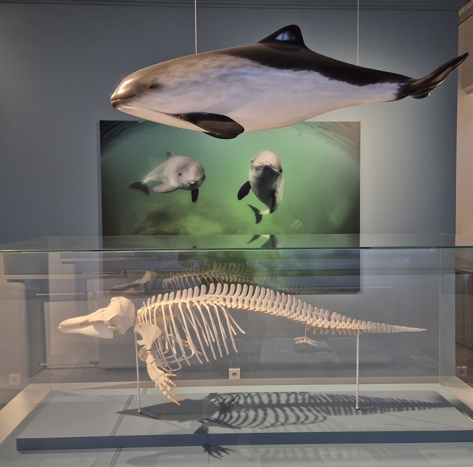 Das Foto zeigt einen Ausschnitt des Raumes Ostsee im Museum. Im Vordergrund hängt freischwebend das Modell eines Schweinswals von der Decke. Darunter wird das Skelett eines Schweinswals in einer Vitrine präsentiert. Beide Installationen blicken nach links. Im Hintergrund des Bildes befindet sich ein Foto von zwei Schweinswalen unter Wasser schwimmend. Beide Tiere blicken den Betrachtenden direkt an.