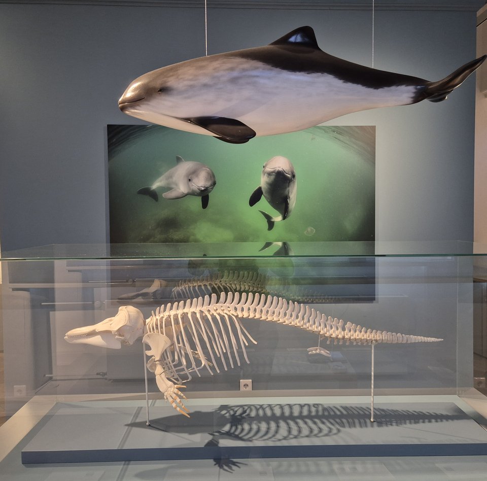  Vi bruger originaler, modeller, fotos og meget mere for at formidle et emne på en alsidig måde til vores gæster.