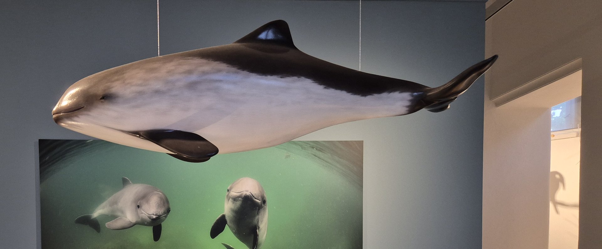 Billedet viser et udsnit af rummet Østersøen i museet. I forgrunden hænger en model af en marsvin frit svævende fra loftet. Under den er skeletet af en marsvin udstillet i en vitrine. Begge installationer vender mod venstre. I baggrunden af billedet ses et foto af to marsvin, der svømmer under vandet. Begge dyr ser direkte på betragteren.