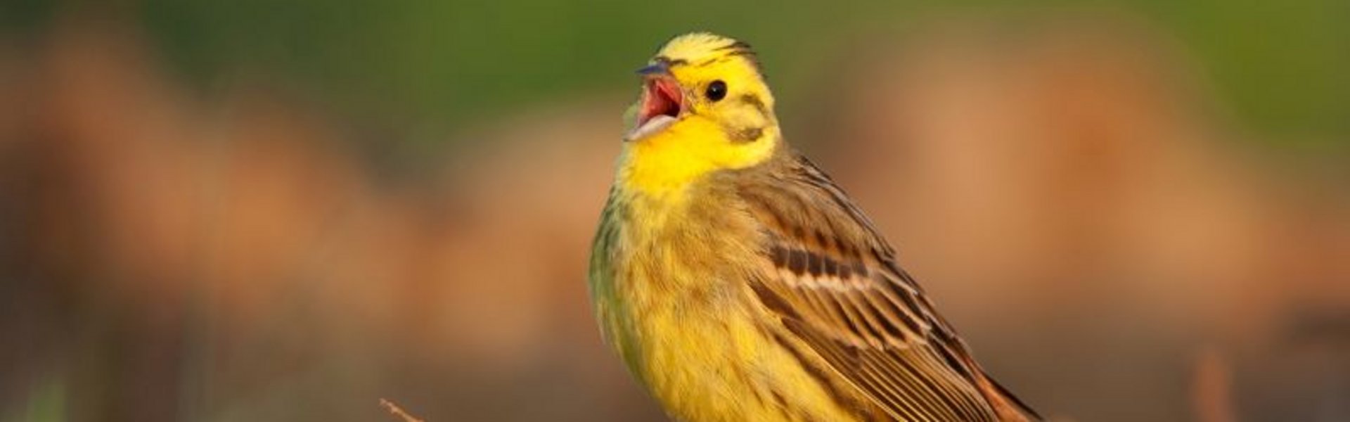 Goldammer_Copyright_Chris_Romeiks