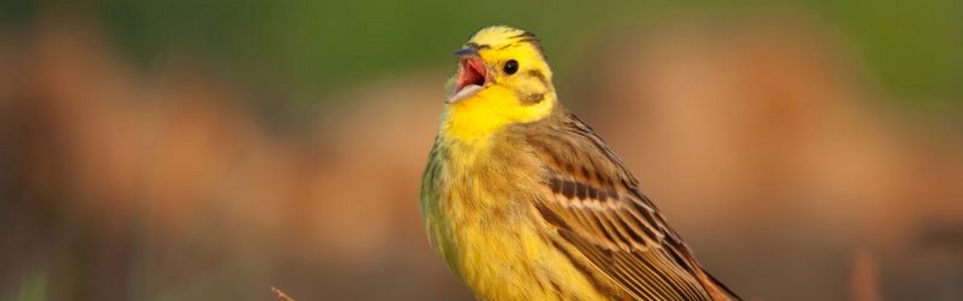 Goldammer_Copyright_Chris_Romeiks