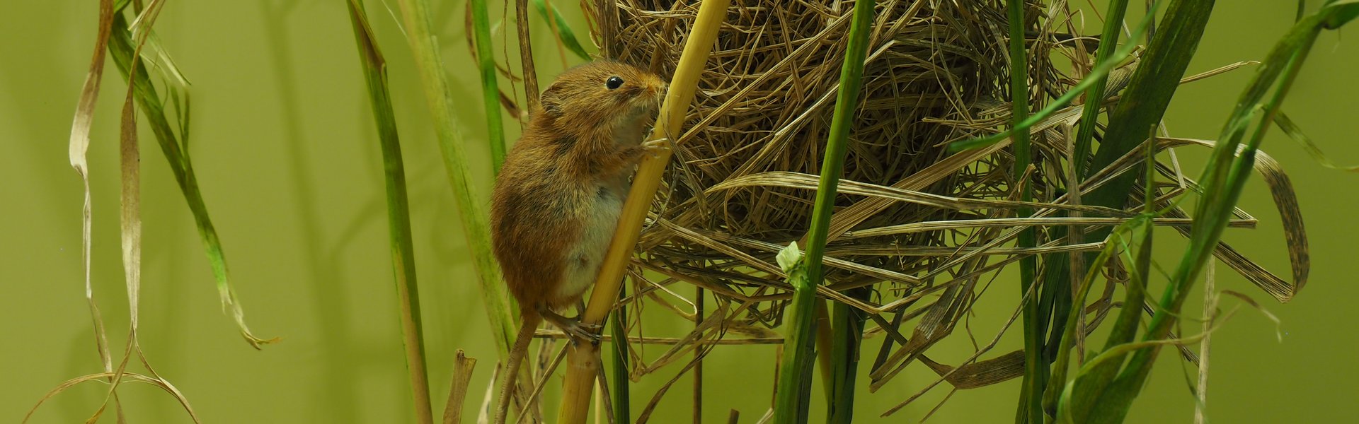 Das Foto zeigt ein Zwergmausnest zwischen Getreidehalmen. Die Öffnung ist leicht nach links orientiert. Eine präparierte Zwergmaus sitzt auf dem Nest, eine weitere klettert an einem Halm zum Nest empor.