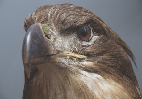 Das Foto zeigt den Kopf des Seeadler-Präparats aus dem Naturwissenschaftlichen Museum in Nahaufnahme. Der Vogel blickt links am Betrachtenden vorbei.
