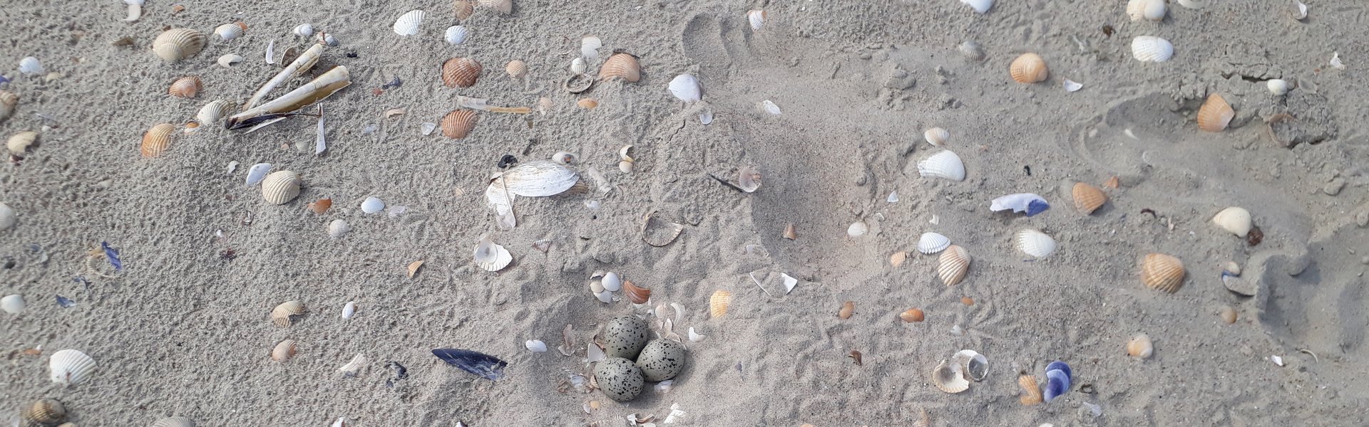 Auf einem Sandstrand liegen verschiedene Muschelschalen. In der Mitte ist gut getarnt das Gelege eines Sandregenpfeiers. Dicht daneben ist der Fußabdruck eines Menschen in den Sand gedrückt.