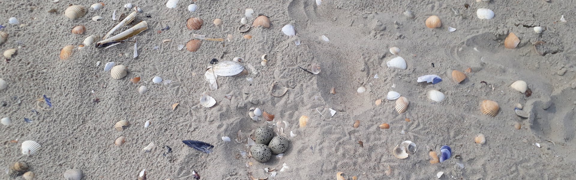 Auf einem Sandstrand liegen verschiedene Muschelschalen. In der Mitte ist gut getarnt das Gelege eines Sandregenpfeiers. Dicht daneben ist der Fußabdruck eines Menschen in den Sand gedrückt.