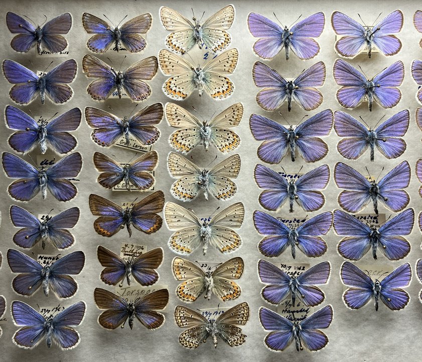 Kasten aus der Schmetterlingssamllung Henriksen