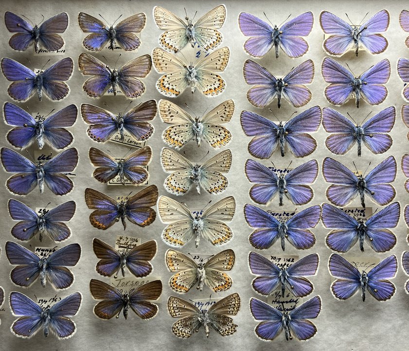 Kasten aus der Schmetterlingssamllung Henriksen