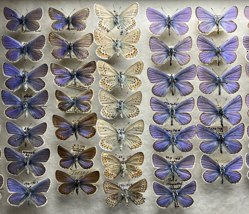 Kasten aus der Schmetterlingssamllung Henriksen