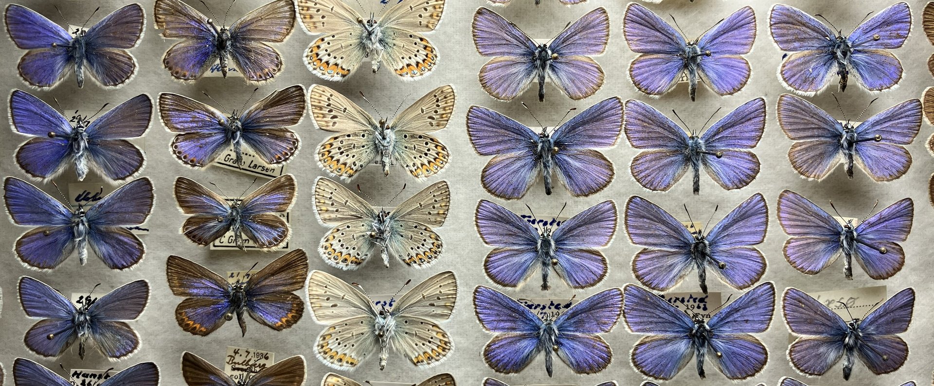 Kasten aus der Schmetterlingssamllung Henriksen