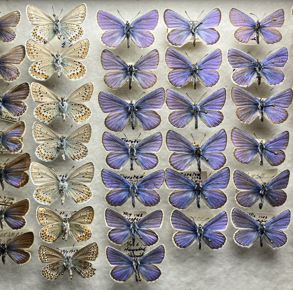 Kasten aus der Schmetterlingssamllung Henriksen