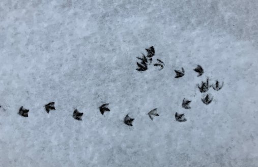 Ein Vogel hat seine Fußspuren im Schnee hinterlassen. 