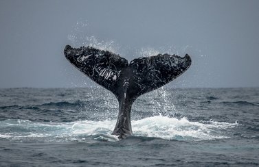 Walfluke